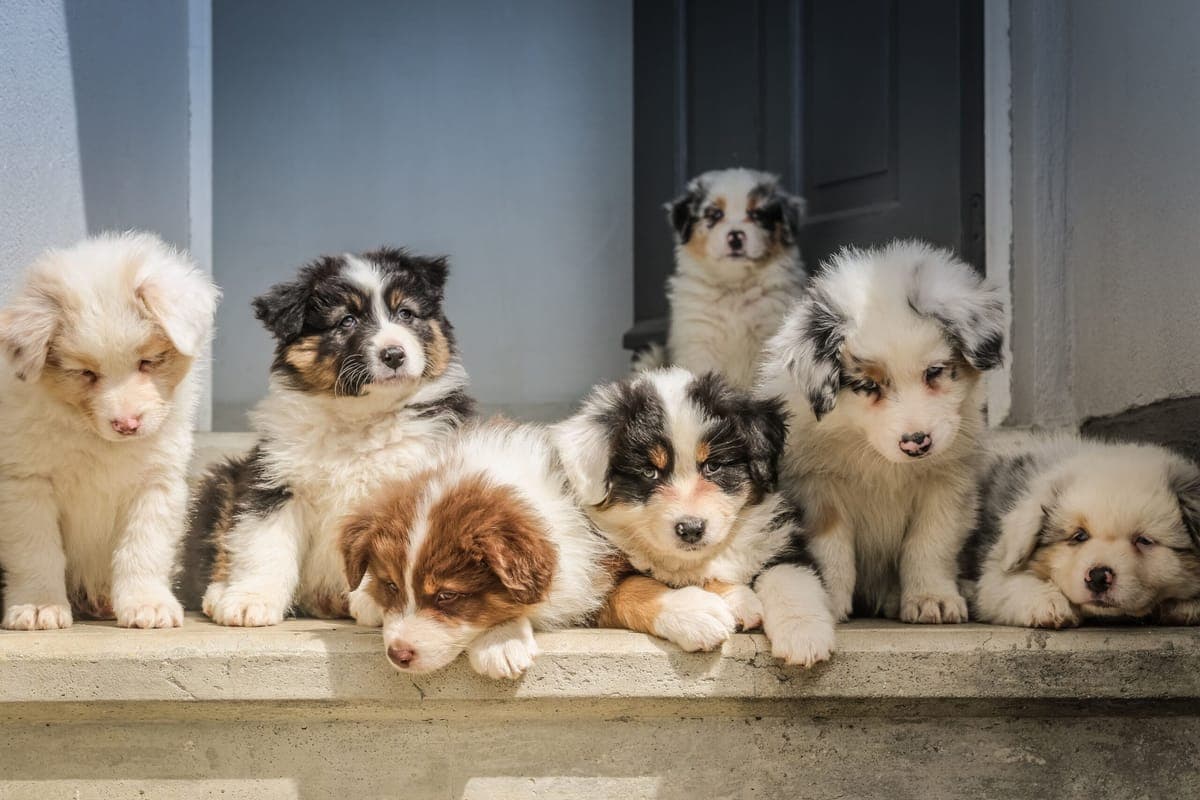 The Arlington Pet Owner's Guide to Keeping Carpets Clean